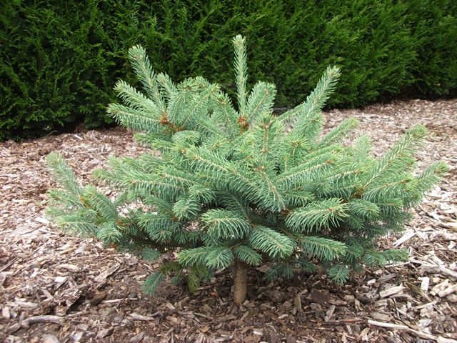 Picea asperata 'Bartek WN'